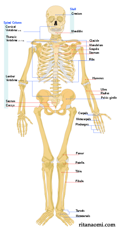 human_skeleton