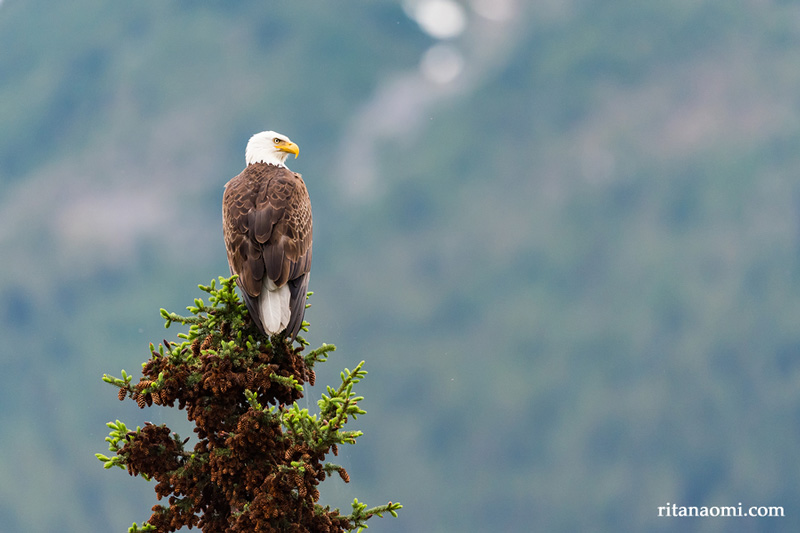 eagle-ritanaomi